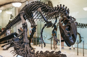 American Museum of Natural History Ticket OTA 17