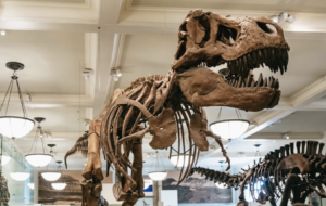 American Museum of Natural History Ticket OTA 19