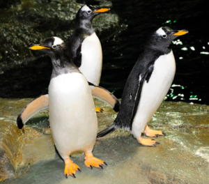 Central Park Zoo: Total Experience
